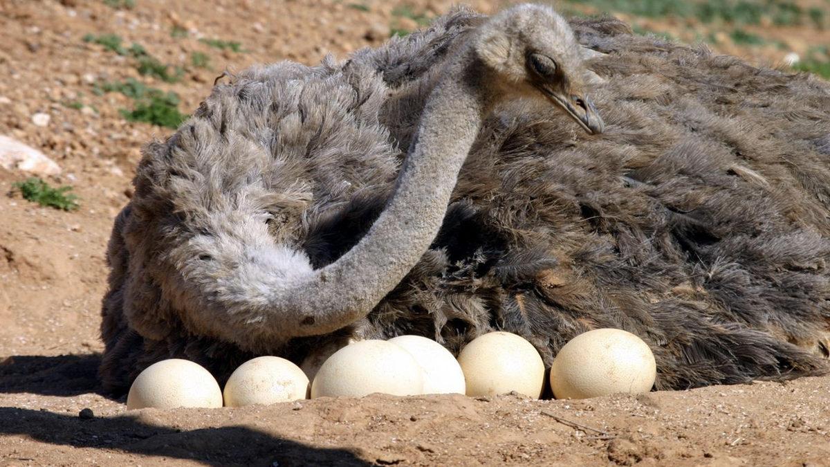 Deve Kuşları Gerçekten Kafalarını Kuma mı Gömüyor Yoksa Başka Bir Şey mi Yapıyor? İşin Aslını Anlattık!