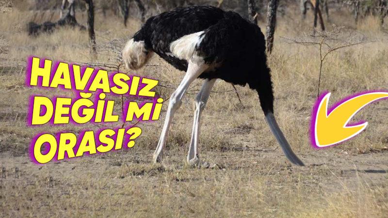 Deve Kuşları Gerçekten Kafalarını Kuma mı Gömüyor Yoksa Başka Bir Şey mi Yapıyor? İşin Aslını Anlattık!
