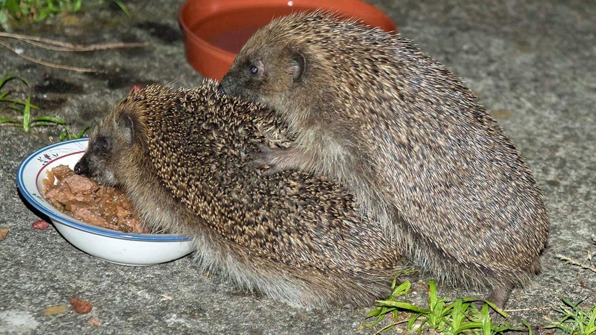 Sipsivri Dikenlere Sahip Kirpiler Nasıl Çiftleşebiliyor? (Bugünlük Bu Kadar İnternet Yeter...)