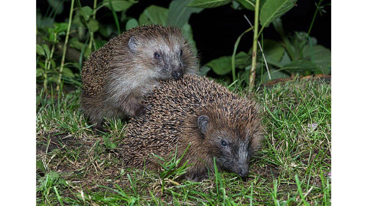 Sipsivri Dikenlere Sahip Kirpiler Nasıl Çiftleşebiliyor? (Bugünlük Bu Kadar İnternet Yeter...)