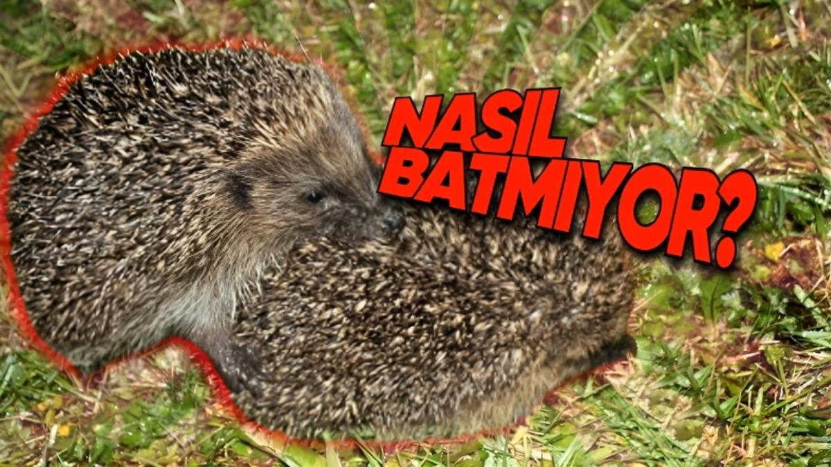 Sipsivri Dikenlere Sahip Kirpiler Nasıl Çiftleşebiliyor? (Bugünlük Bu Kadar İnternet Yeter...)