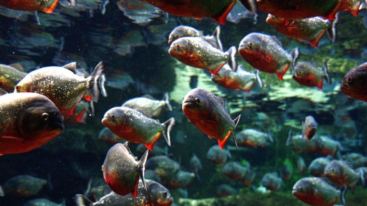 Piranaların Cirit Attığı Bir Suya Düştüğünüzde Başınıza Neler Gelir? (Cevap, Tahmininizden Daha Farklı!)