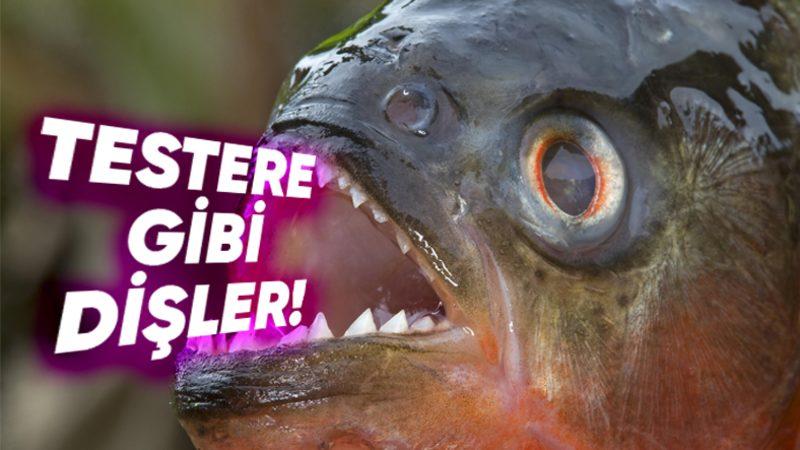 Piranaların Cirit Attığı Bir Suya Düştüğünüzde Başınıza Neler Gelir? (Cevap, Tahmininizden Daha Farklı!)