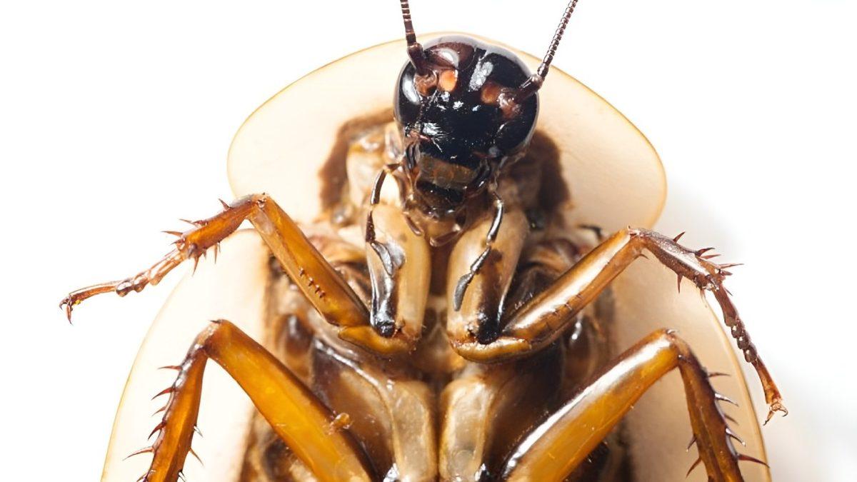 Ne Sertçe Fırlatılan Bir Terlik Ne de Böcek İlacı: Hamam Böceklerini Öldürmek Neden Bu Kadar Zordur?