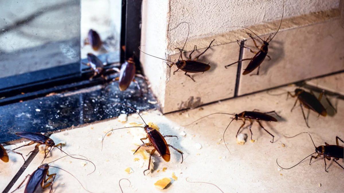 Ne Sertçe Fırlatılan Bir Terlik Ne de Böcek İlacı: Hamam Böceklerini Öldürmek Neden Bu Kadar Zordur?