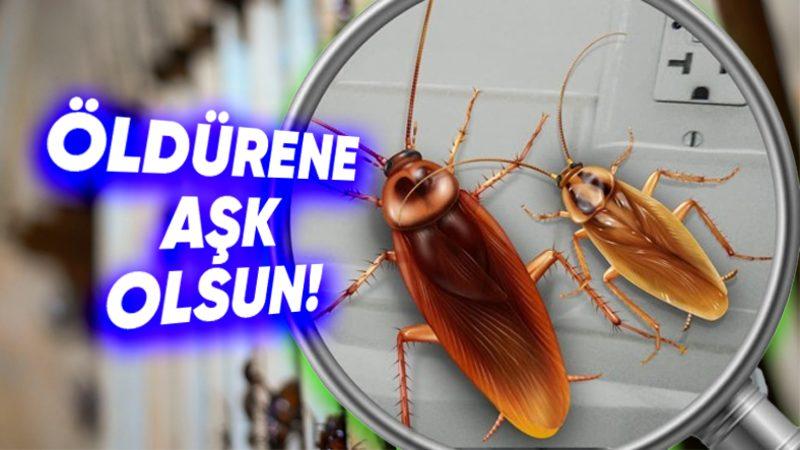 Ne Sertçe Fırlatılan Bir Terlik Ne de Böcek İlacı: Hamam Böceklerini Öldürmek Neden Bu Kadar Zordur?