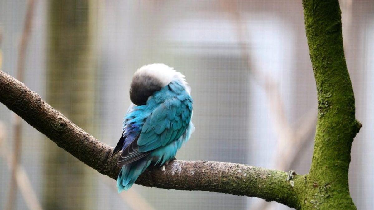 Kuşlar, Nasıl Oluyor da İncecik Dallarda Dengelerini Kaybetmeden Uyuyabiliyor? Hiç Fark Etmediğiniz Bir Özelliğe Sahipler!