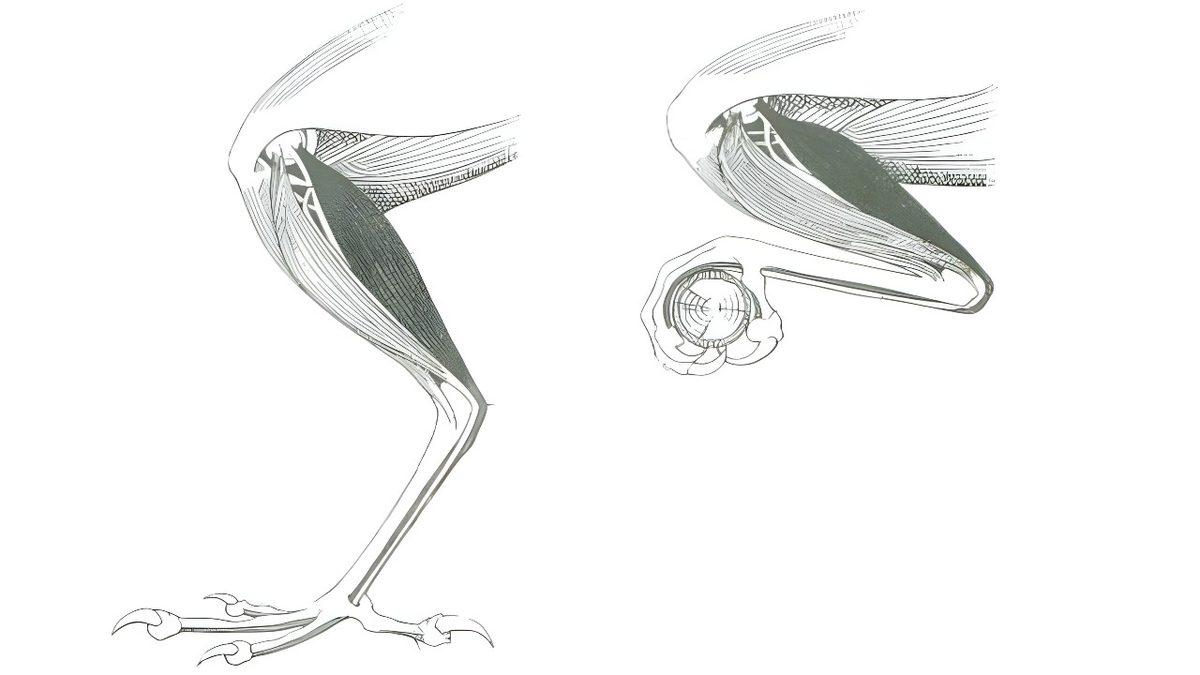 Kuşlar, Nasıl Oluyor da İncecik Dallarda Dengelerini Kaybetmeden Uyuyabiliyor? Hiç Fark Etmediğiniz Bir Özelliğe Sahipler!