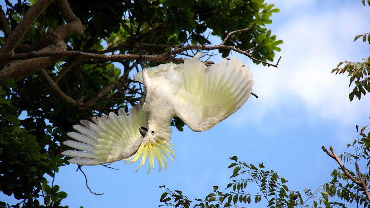 Kuşlar, Nasıl Oluyor da İncecik Dallarda Dengelerini Kaybetmeden Uyuyabiliyor? Hiç Fark Etmediğiniz Bir Özelliğe Sahipler!
