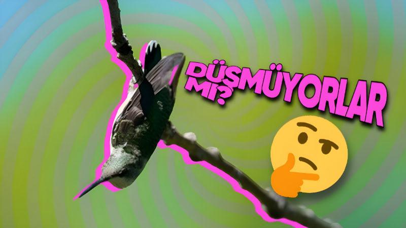 Kuşlar, Nasıl Oluyor da İncecik Dallarda Dengelerini Kaybetmeden Uyuyabiliyor? Hiç Fark Etmediğiniz Bir Özelliğe Sahipler!