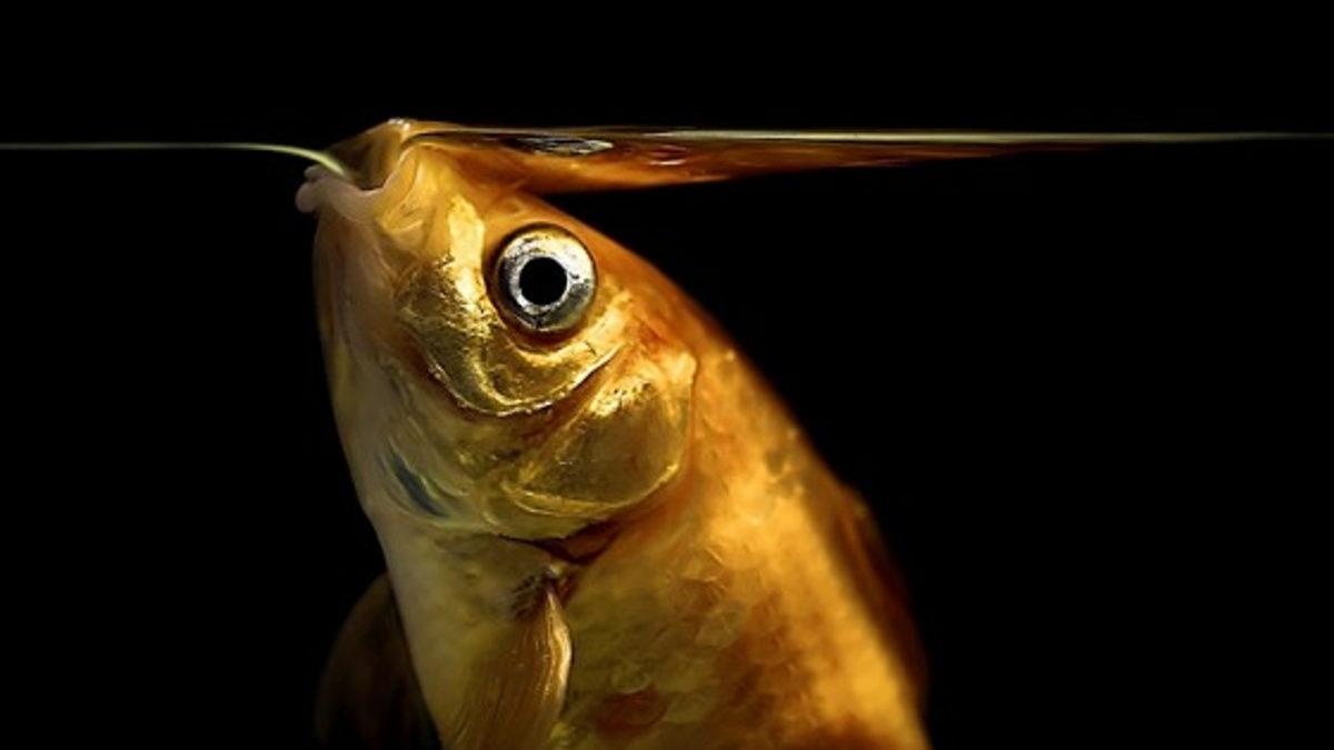 Tek Bir Cevabı Olamayacak Kadar İlginç Bir Soru: Balıklar Su İçiyor mu?