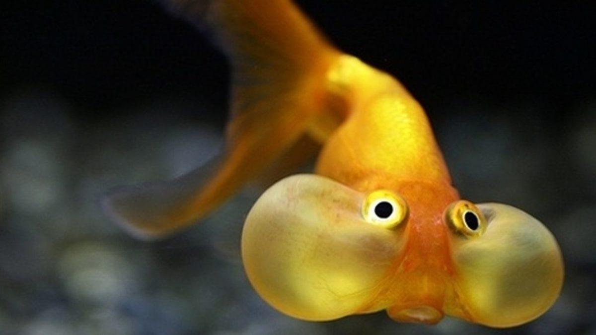 Tek Bir Cevabı Olamayacak Kadar İlginç Bir Soru: Balıklar Su İçiyor mu?