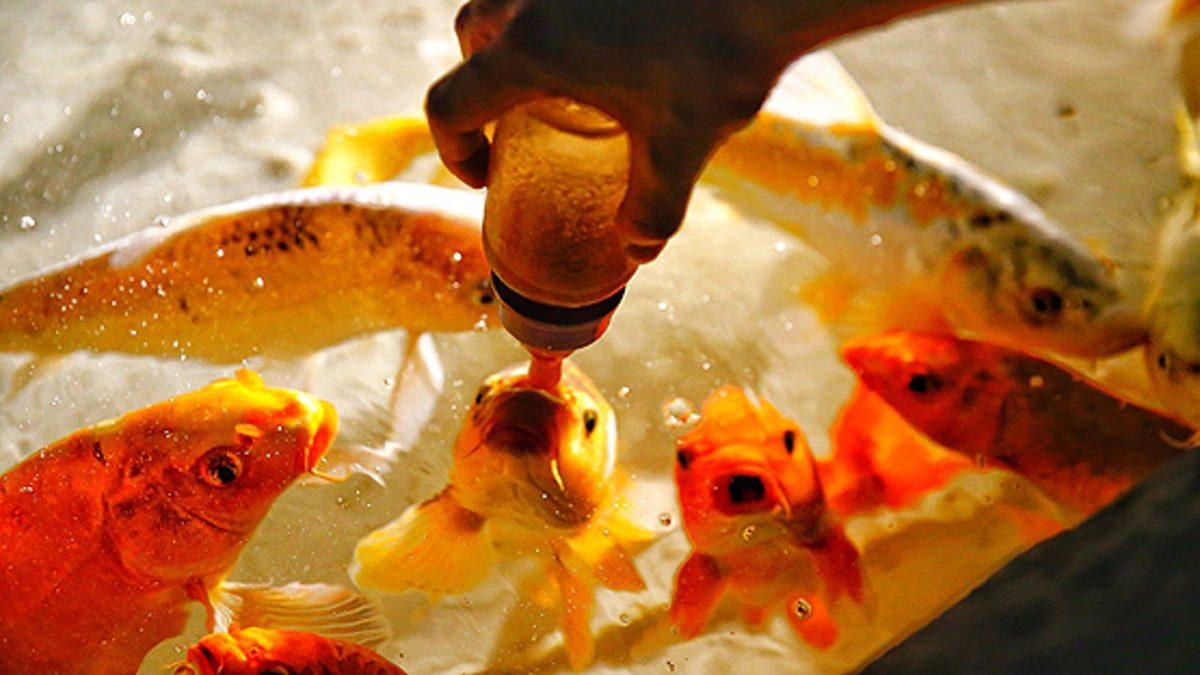 Tek Bir Cevabı Olamayacak Kadar İlginç Bir Soru: Balıklar Su İçiyor mu?