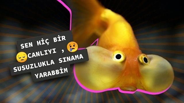 Tek Bir Cevabı Olamayacak Kadar İlginç Bir Soru: Balıklar Su İçiyor mu?