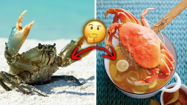 Istakoz ve Yengeçler Neden Pişirildiğinde Bir Anda Kırmızıya Bürünüyor?