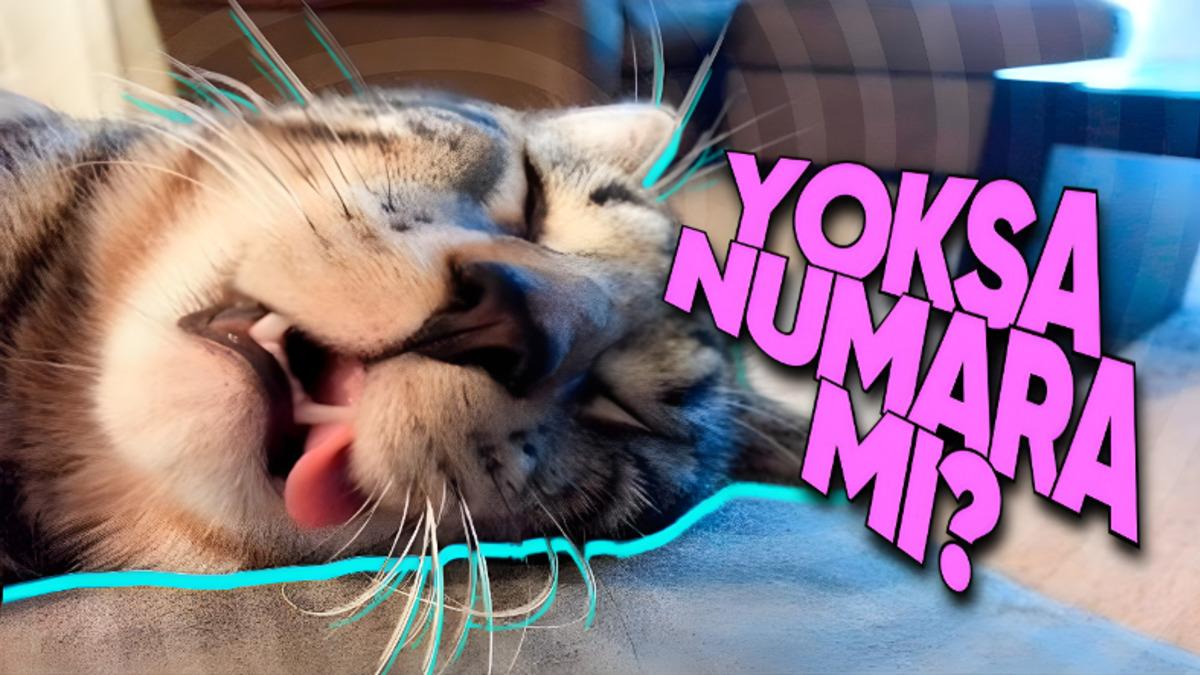 Kediler Neden Sanki Çok Yoruluyormuşçasına SÜREKLİ Uyuyor? (Biz Uyuduklarını Sanıyormuşuz!)