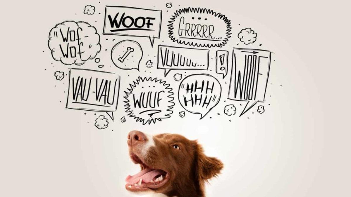 Hayvanlar Neden Birbirinden Apayrı Sesler Çıkarıyor? Mesela Kedi 