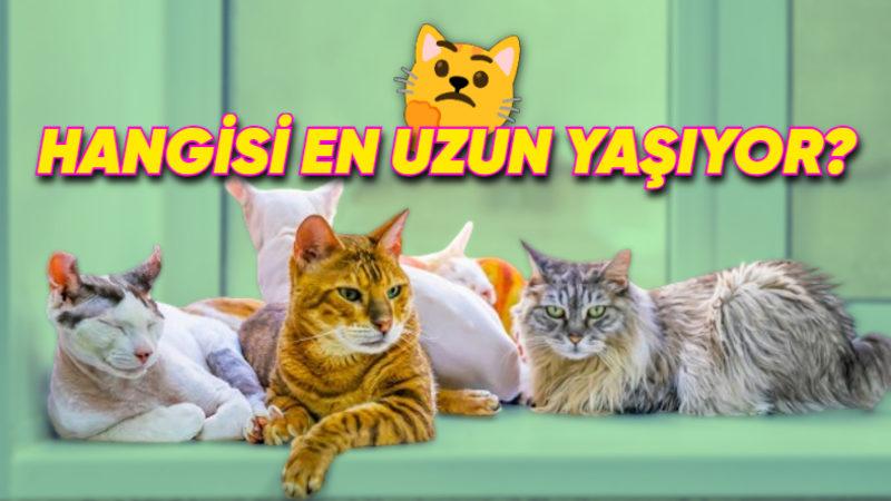 En Uzun ve En Kısa Yaşam Süresine Sahip Kedi Cinsleri Açıklandı