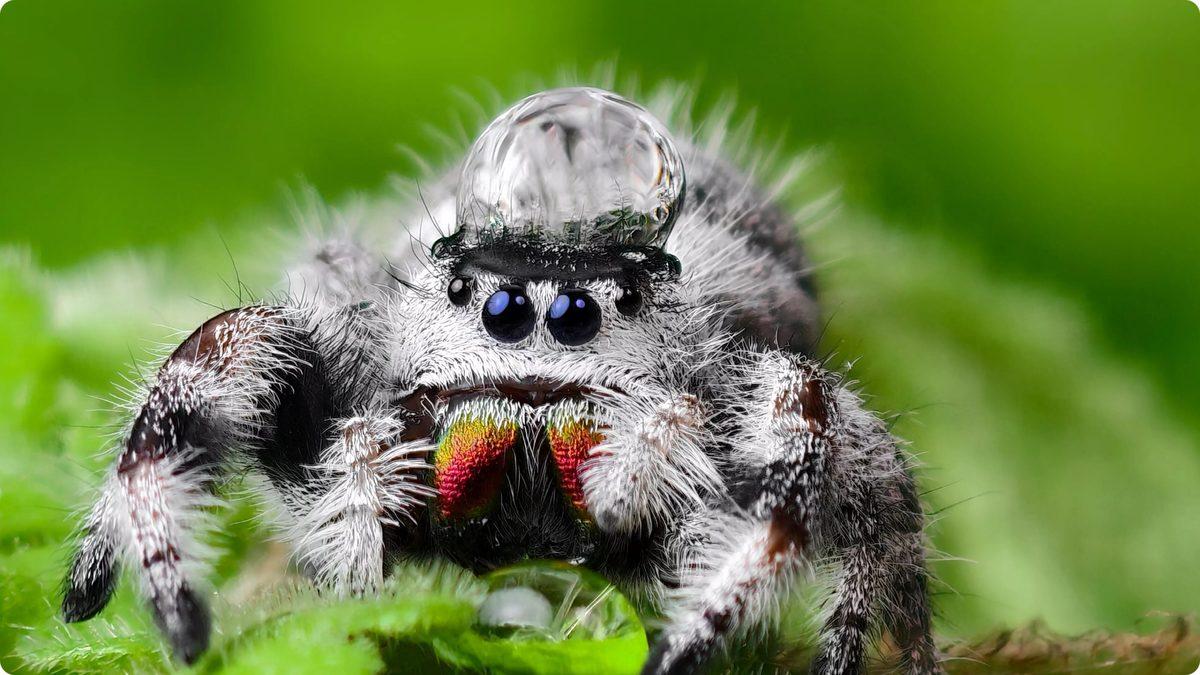 200 MP Telefoto Kameralı İlk Telefon vivo X100 Ultra Tanıtıldı: İşte Özellikleri