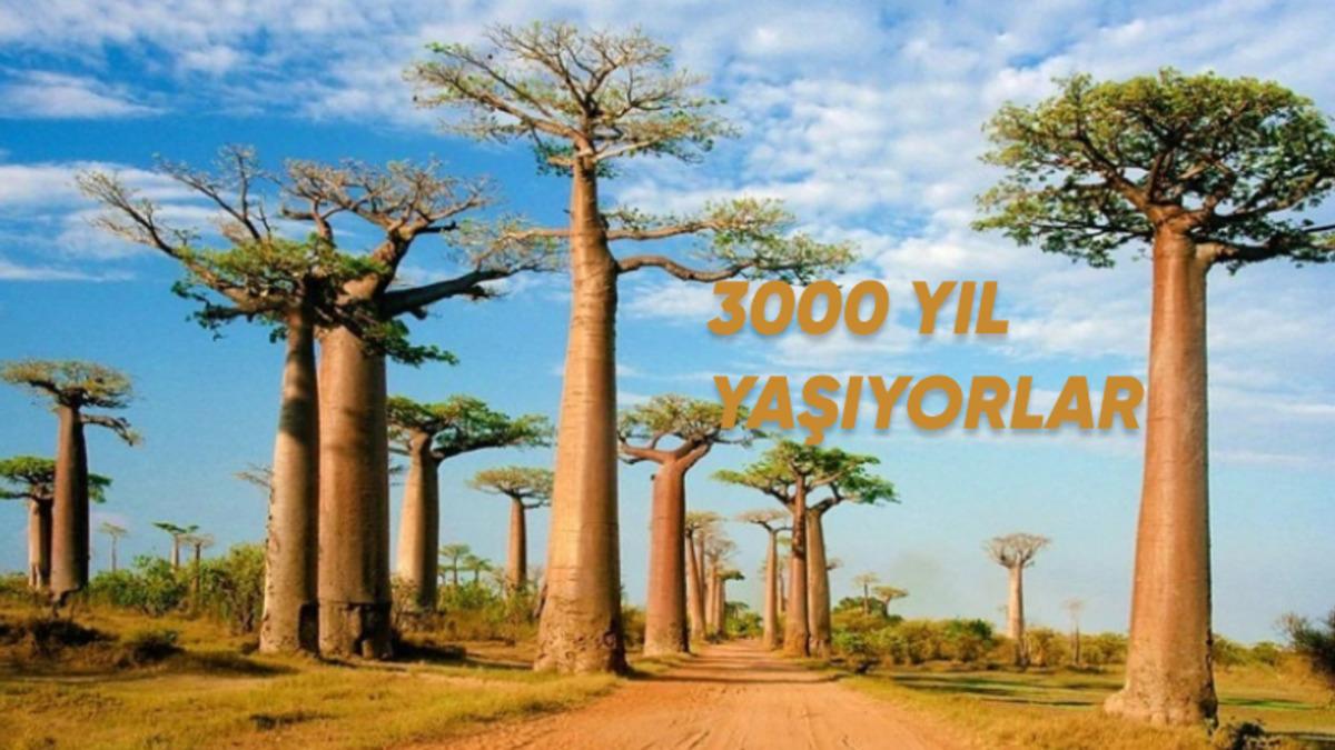 Bilim İnsanları, Kadim "Hayat Ağacı"nın Sırrını Çözmeyi Başardı