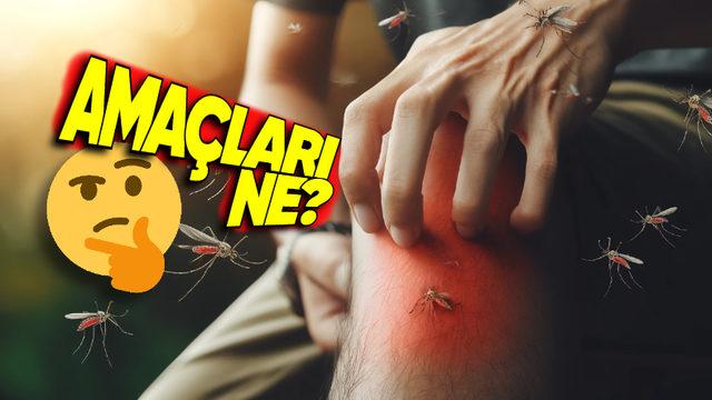 Sivrisineklerin Neden Özellikle Bacaklarımızı Isırdığını Öğrenince Küçücük Bir Sineğin Bile Zekâsına Saygı Duyacaksınız!