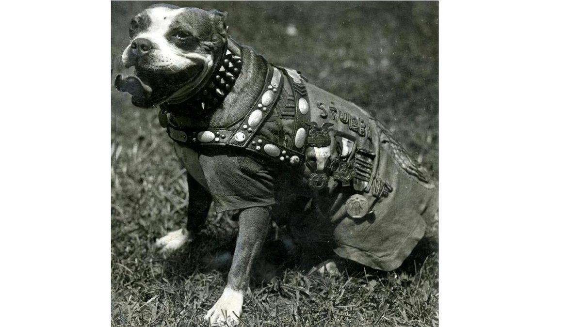 Sadık Bir Dosttan Silah Arkadaşına: I. Dünya Savaşı’nda Neden Bir Köpeğe “Çavuş” Rütbesi Verildi?