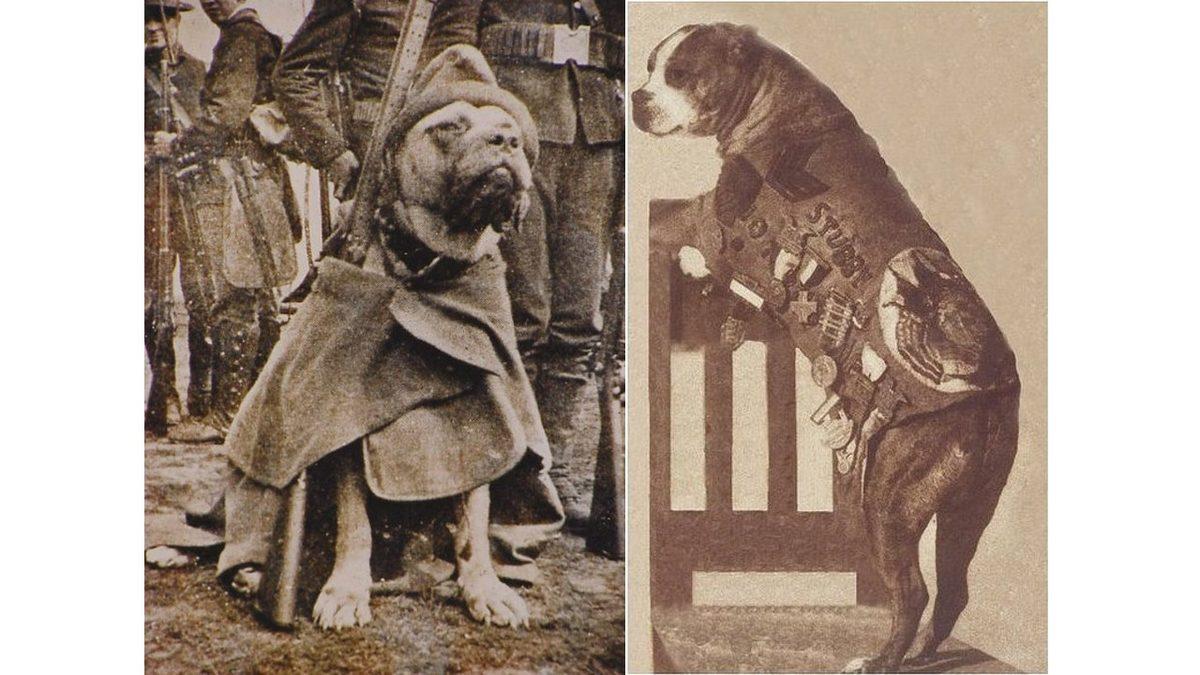 Sadık Bir Dosttan Silah Arkadaşına: I. Dünya Savaşı’nda Neden Bir Köpeğe “Çavuş” Rütbesi Verildi?