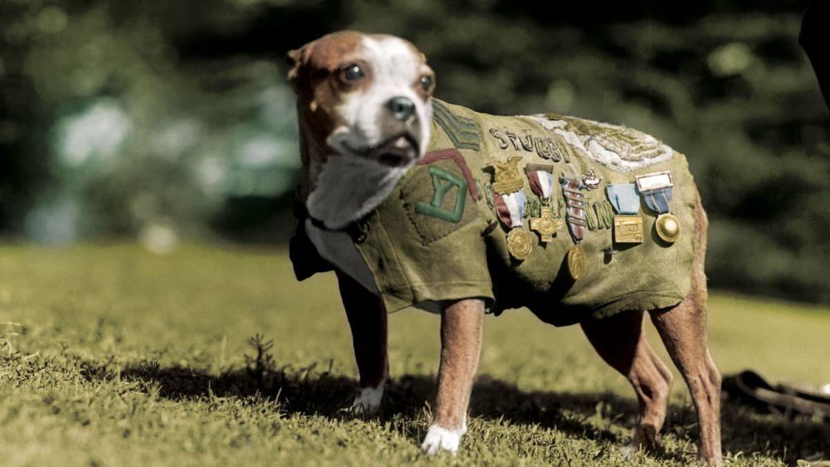 Sadık Bir Dosttan Silah Arkadaşına: I. Dünya Savaşı’nda Neden Bir Köpeğe “Çavuş” Rütbesi Verildi?