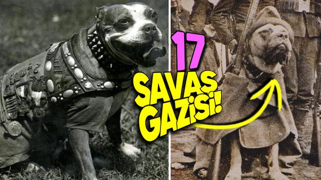 Sadık Bir Dosttan Silah Arkadaşına: I. Dünya Savaşı’nda Neden Bir Köpeğe “Çavuş” Rütbesi Verildi?