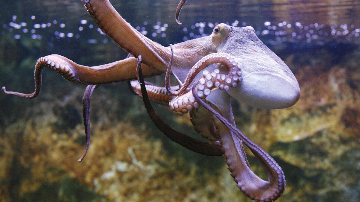 Ahtapotların Kanının Mavi Olduğunu Biliyor muydunuz? Emin Olun Nedenini Öğrenince Çok Şaşıracaksınız!