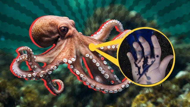 Ahtapotların Kanının Mavi Olduğunu Biliyor muydunuz? Emin Olun Nedenini Öğrenince Çok Şaşıracaksınız!