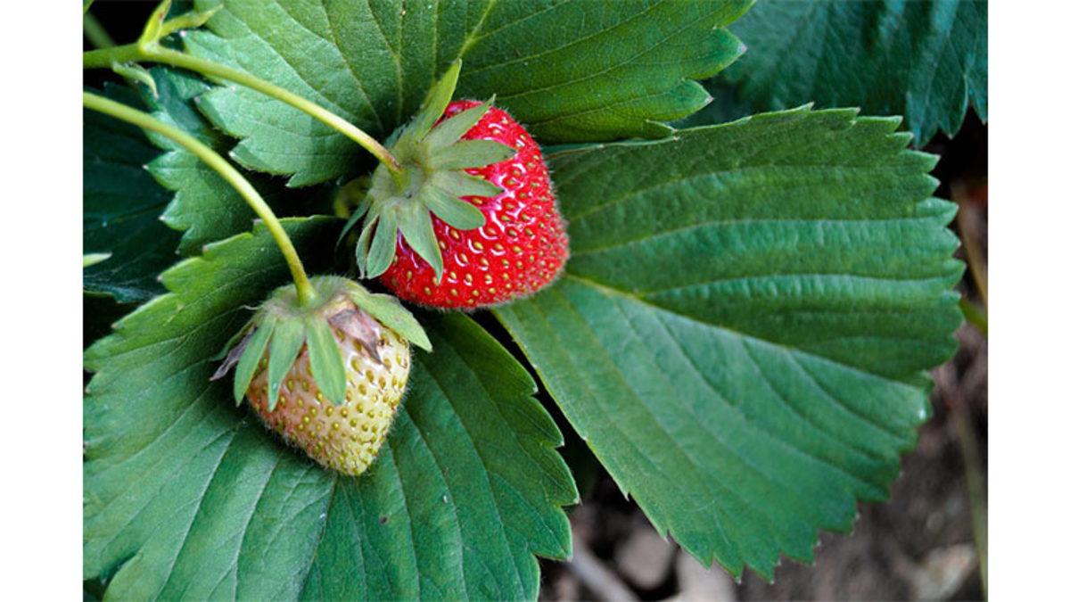 Meyveler Olgunlaştıkça Neden Renkleri de Değişir? (Biyoloji Derslerinde Uyuyanlar Seri Üzgün)