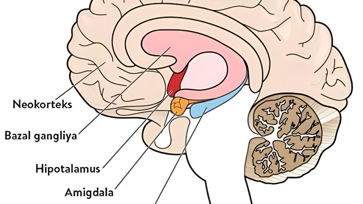 Günlerce Çalıştığımız Dersin Sınavında Neden Kalem Oynatamayız?