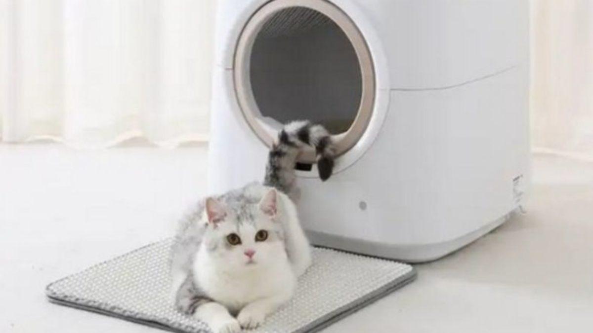 Kedinizin Sağlığı ve Hijyeni İçin En İyisi: Otomatik Kedi Tuvaleti Tavsiyeleri