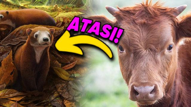 İnek, Domuz ve Geyik Gibi Hayvanların Atası Olabilecek Yepyeni Bir Tür Keşfedildi: Boyutu Bir Sıçan Kadarmış!