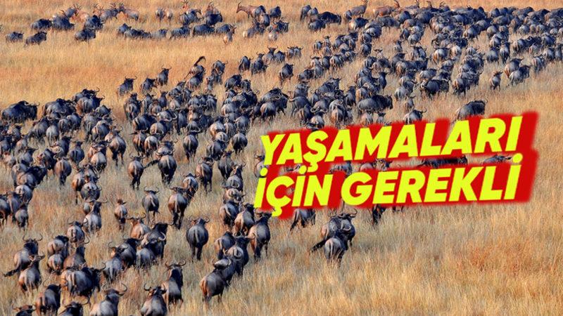 Hayvanlar Neden Mevsimsel Olarak Göç Eder? Okuyunca “Onların da İşi Epey Zor.” Diyeceksiniz
