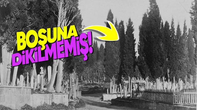 Mezarlıklarda Özellikle Servi Ağacının Tercih Edilmesinin Hiçbirimizin Bilmediği İlginç Nedeni