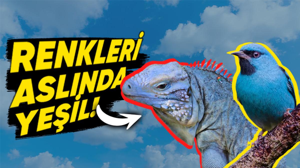 Eski Dillerin Çoğunda "Mavi" Renk İçin Bir Kelime Olmamasının Ardındaki Şaşırtıcı Neden