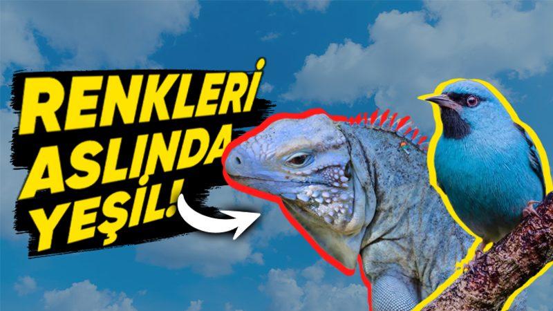 Eski Dillerin Çoğunda "Mavi" Renk İçin Bir Kelime Olmamasının Ardındaki Şaşırtıcı Neden