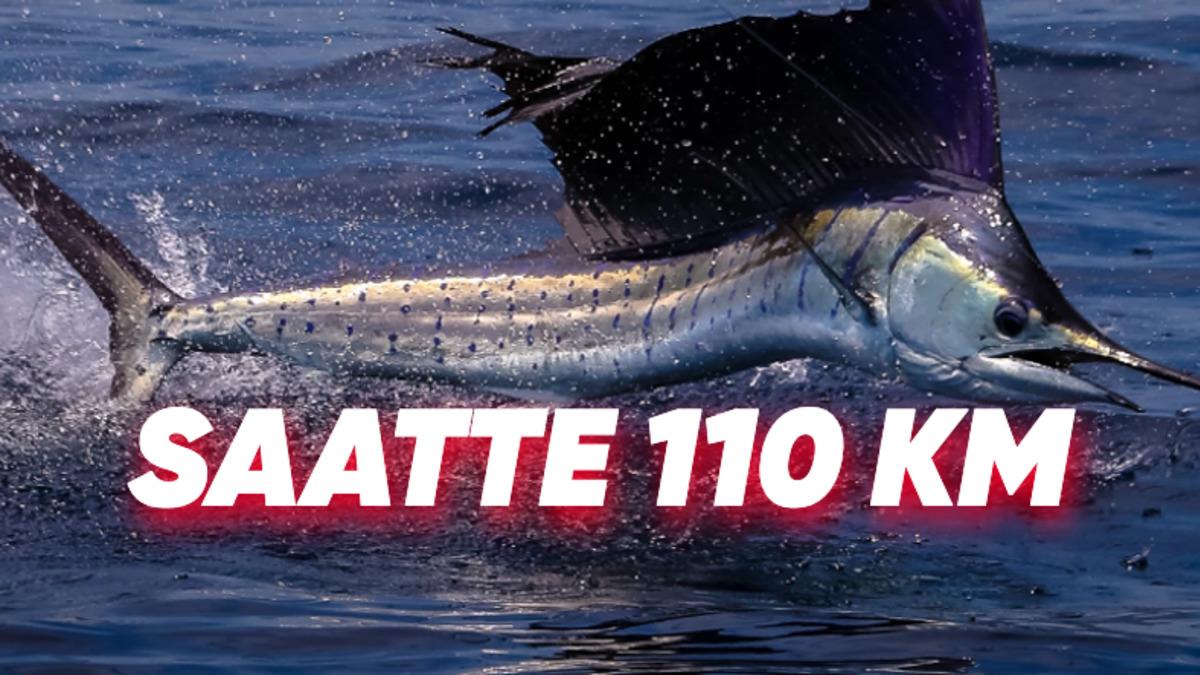 Okyanusların En Hızlı Canlısını Öğrenince Sahip Olduğu Yeteneklere Hayran Kalacaksınız!