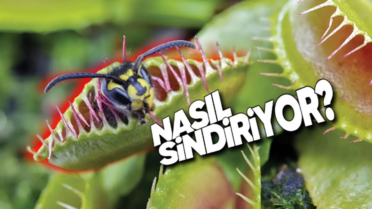Sinekkapan Bitkisi Ne Zaman Kapanacağını Nasıl Oluyor da Bu Kadar İyi Anlayıp Böcekleri Yakalayabiliyor?