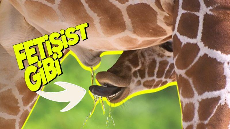 Erkek Zürafaların Çiftleşmeden Önce Dişinin İdrarını İçmesindeki Sebebi Öğrenince Bu Tuhaf Hareketlerine Hak Vereceksiniz!