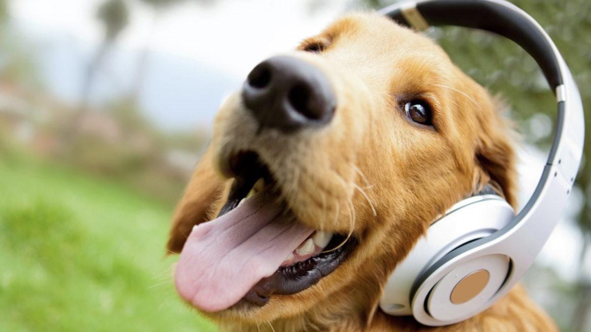 Gürültü Önleyici Kulaklıkların Çalışma Prensibi Tam Olarak Nasıl İşliyor?