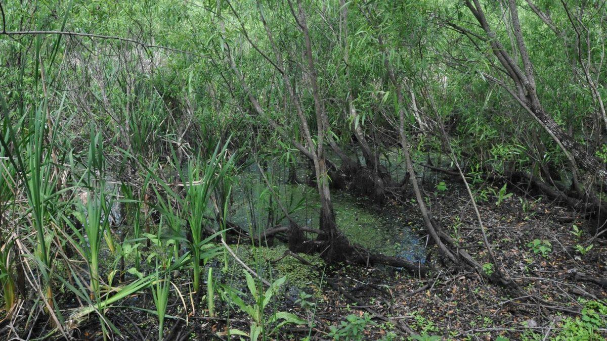 Binlerce Yıllık Cesetlerin Beyin Dokularını Koruyan Gölete Dair Tüyler Ürpertici Detaylar