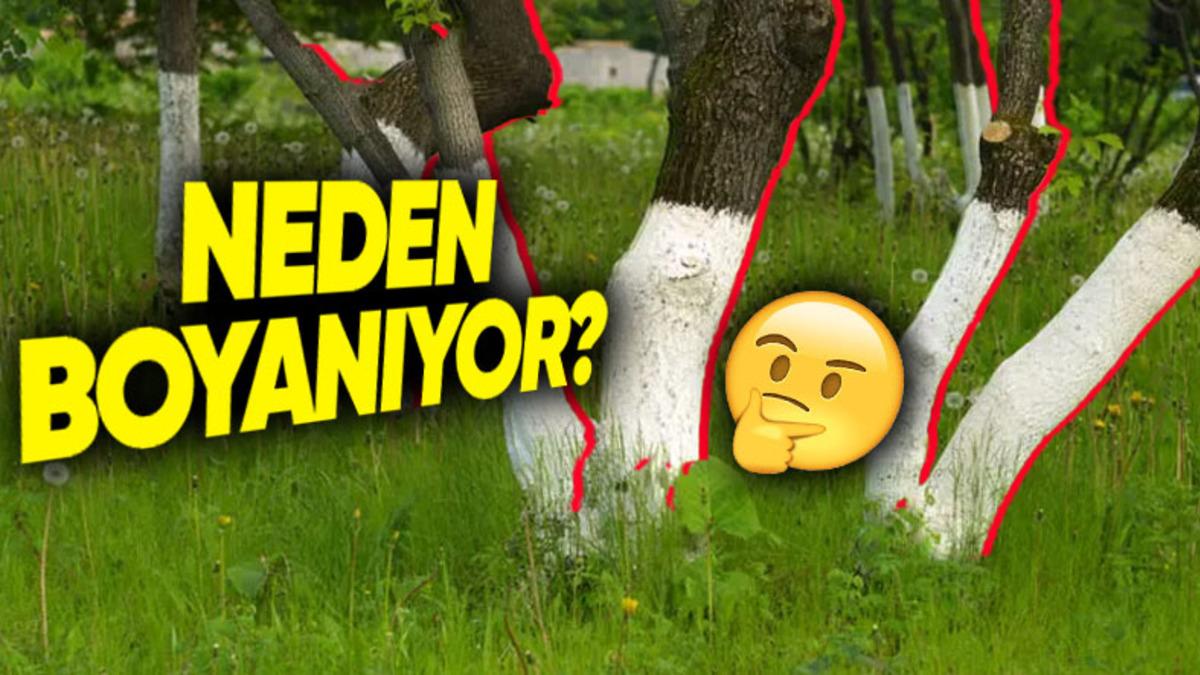 Bazı Ağaçların Kökleri Neden Beyaza Boyanıyor? (Hayır, Güzel Göründüğü İçin Değil)