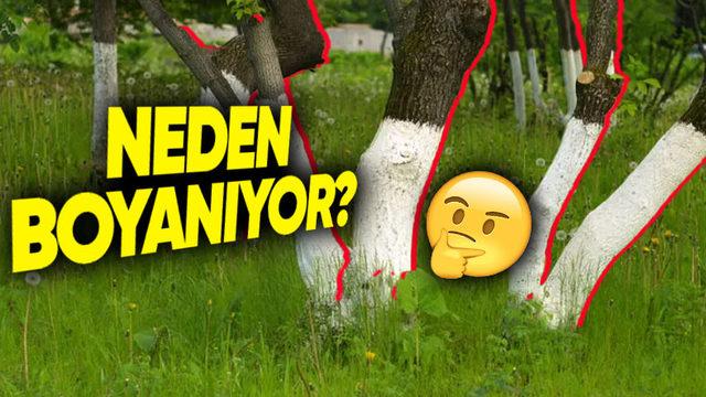Bazı Ağaçların Kökleri Neden Beyaza Boyanıyor? (Hayır, Güzel Göründüğü İçin Değil)