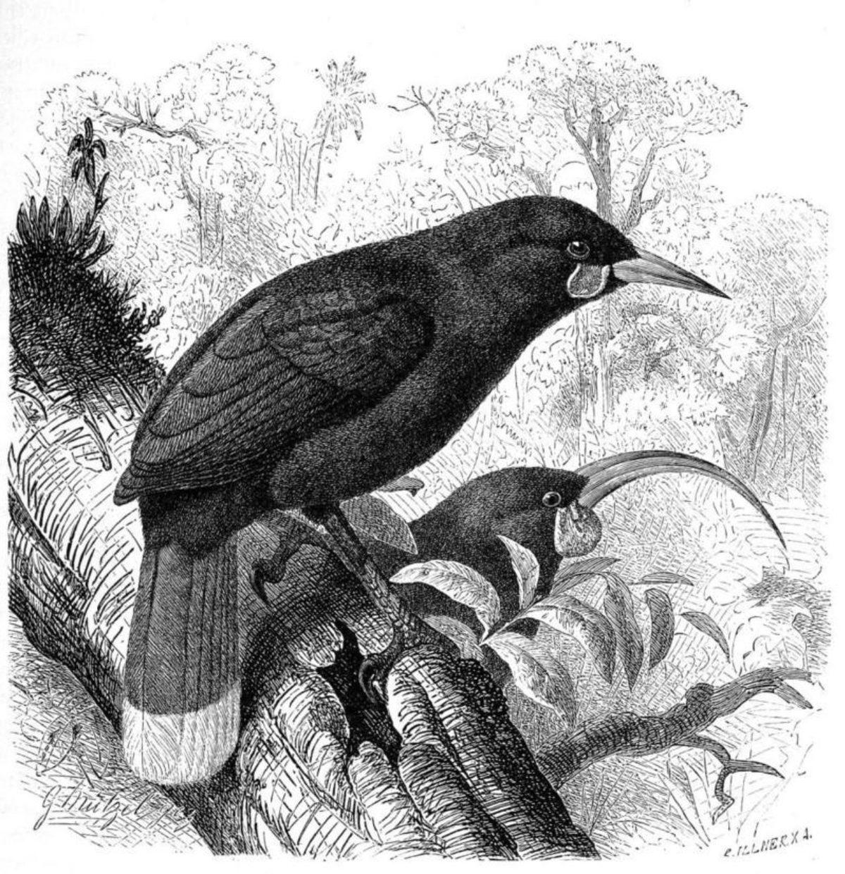 Soyu Tükenmiş Bir Kuşun Tek Bir Tüyü 28 Bin Dolara Satıldı