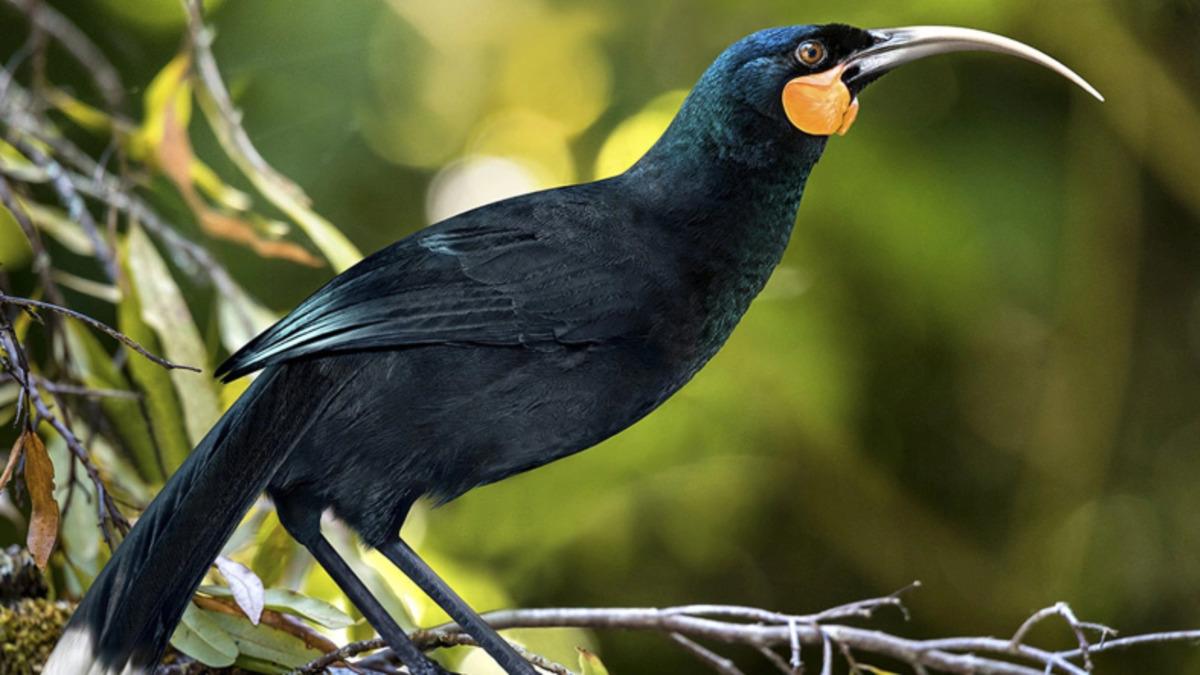 Soyu Tükenmiş Bir Kuşun Tek Bir Tüyü 28 Bin Dolara Satıldı