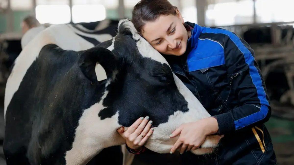 Sarılma Terapisinde Öküzlerin, Kadınlarla Etkileşime Geçmeyi Tercih Ettiği Ortaya Çıktı