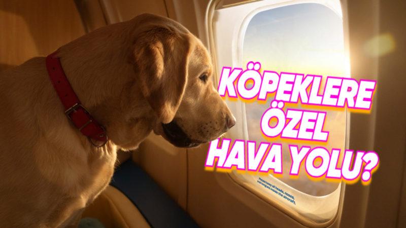 Tüylü Dostlarımızı Özel Jetle Taşıyan Köpeklere Özel Havayolu "BARK Air"la Tanışın: Bir Bilet Yaklaşık 200 Bin TL!